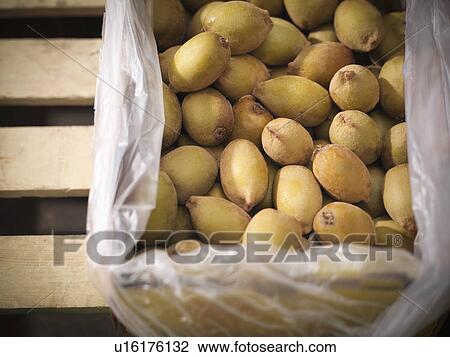 Close up of box of golden kiwi View Large Photo Image Stock Image - Close up of box of golden kiwi. Fotosearch