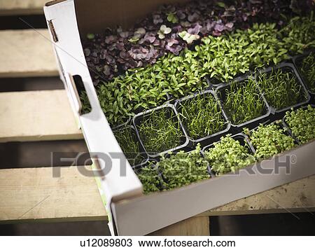 Stock Image - Close up of box of potted herbs. Fotosearch