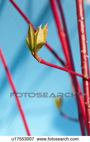 Close up of bud on tree branch View Large Photo Image Stock Photo - Close up of bud on tree branch. Fotosearch
