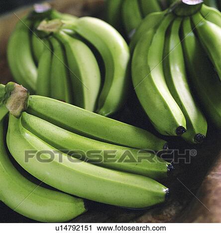 Close up of bunches of green bananas View Large Photo Image Stock Image - Close up of bunches of green bananas. Fotosearch