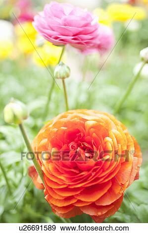Stock Photo - Close up of buttercup flowers. Fotosearch