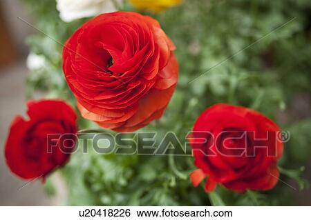 Stock Photograph - Close up of buttercup flowers. Fotosearch