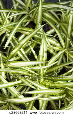 Close up of chlorophytus leaves View Large Photo Image Stock Image - Close up of chlorophytus leaves. Fotosearch