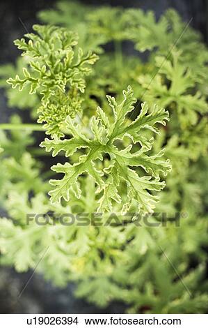 Picture - Close up of curled leaves of plant. Fotosearch