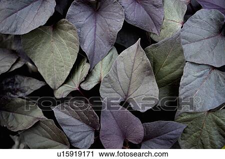 Stock Image - Close up of dark leaves of plant. Fotosearch