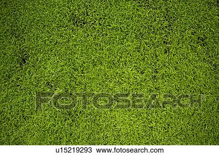 Close up of grass View Large Photo Image Stock Image - Close up of grass. Fotosearch
