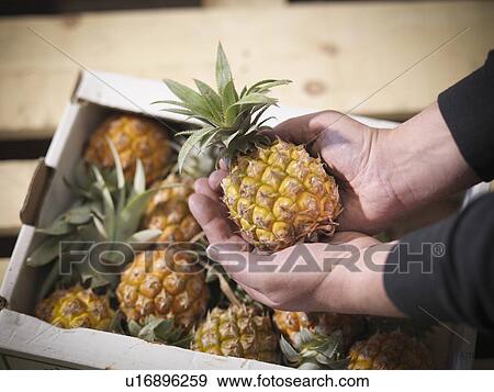 Stock Photo - Close up of grocer holding pineapple. Fotosearch