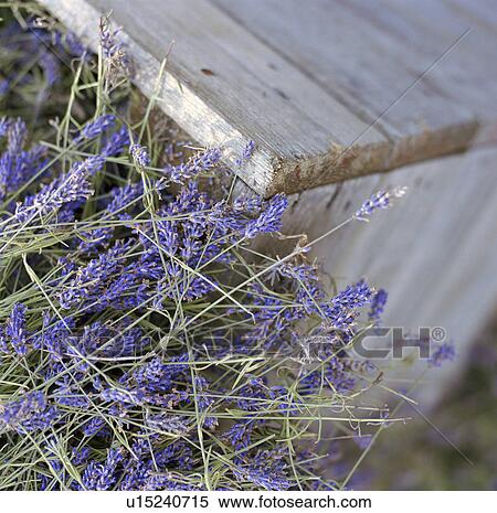 Stock Photography - Close up of lavendar flowers. Fotosearch