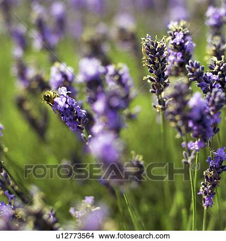 Picture - Close up of lavender flowers. Fotosearch