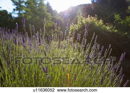 Stock Image - Close up of lavender flowers. Fotosearch