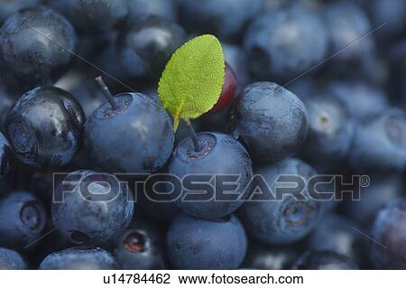 Stock Image - Close up of leaf and blueberries. Fotosearch