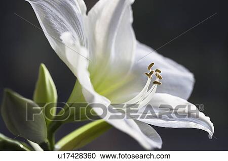 Stock Image - Close up of lily petals. Fotosearch