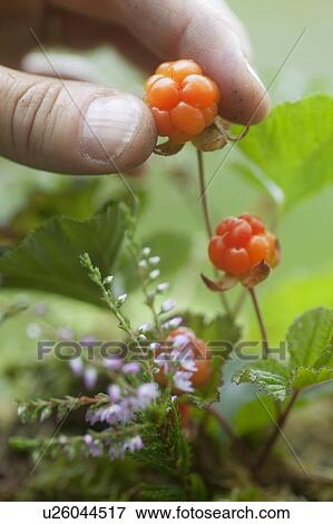 Stock Photo - Close up of man picking berries. Fotosearch