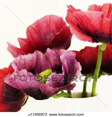 Close up of multicolored flowers View Large Photo Image Stock Image - Close up of multicolored flowers. Fotosearch