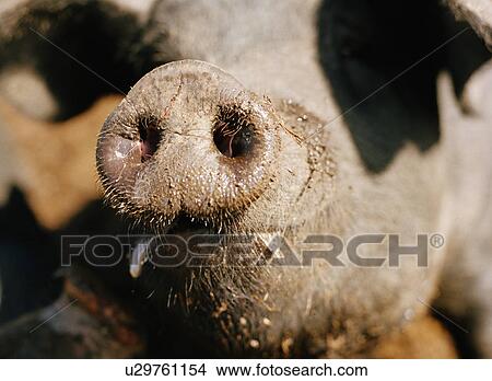 Picture - Close up of pig's snout. Fotosearch