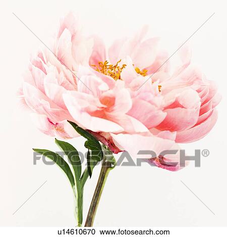 Stock Image - Close up of pink flower. Fotosearch
