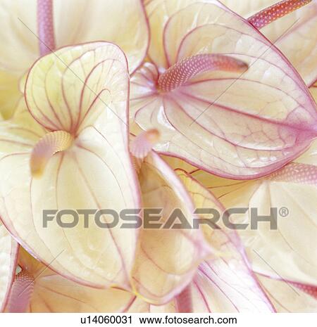 Stock Image - Close up of pink flowers. Fotosearch
