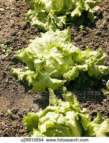 Picture - Close up of plants growing in soil. Fotosearch