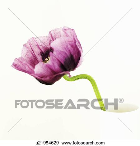 Close up of purple flower View Large Photo Image Stock Photo - Close up of purple flower. Fotosearch