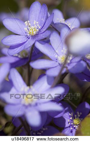 Stock Photo - Close up of purple flowers. Fotosearch