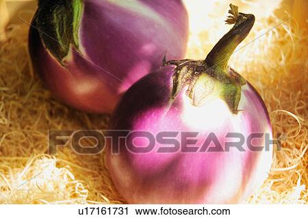 Close up of purple fruits View Large Photo Image Stock Image - Close up of purple fruits. Fotosearch