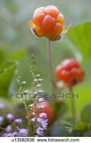 Stock Photo - Close up of ripening berries. Fotosearch