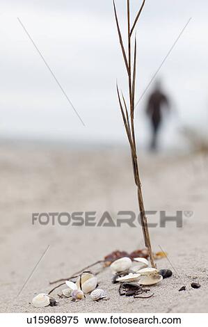 Stock Photography - Close up of shells and twig on beach. Fotosearch