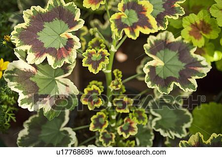 Stock Photography - Close up of striped leaves of plant. Fotosearch