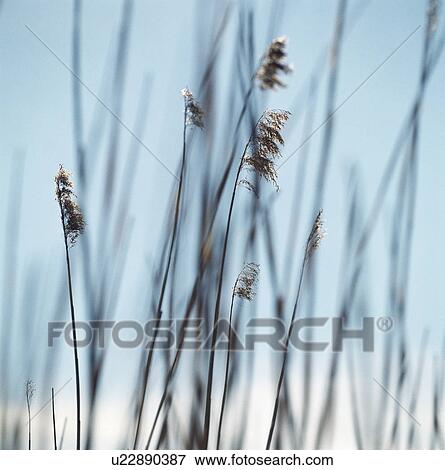 Close up of tall grass View Large Photo Image Stock Photo - Close up of tall grass. Fotosearch
