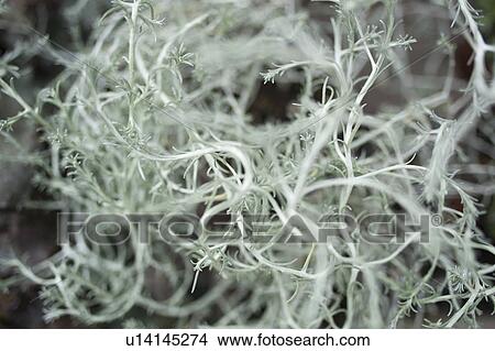 Close up of tangled plants View Large Photo Image Picture - Close up of tangled plants. Fotosearch