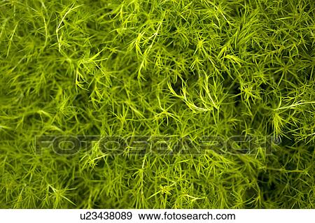 Stock Photo - Close up of tangled plants. Fotosearch