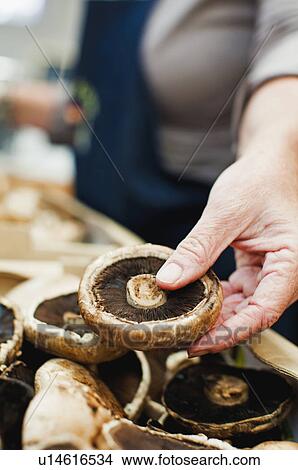 Picture - Close up of underside of mushroom. Fotosearch