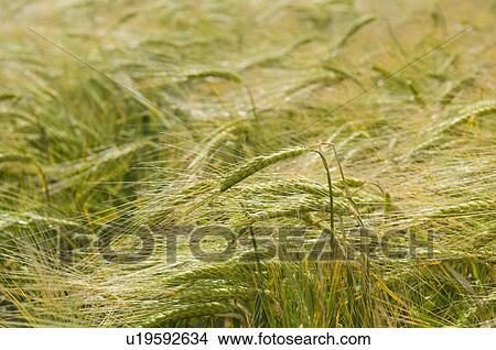 Picture - Close up of wheat stalks in field. Fotosearch