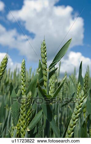 Stock Image - Close up of wheat stalks in field. Fotosearch