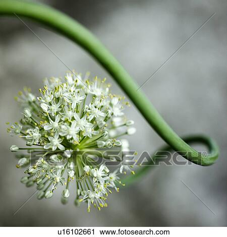 Stock Image - Close up of white flowers. Fotosearch