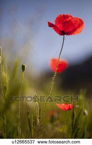 Stock Photo - Close up of wild poppies. Fotosearch