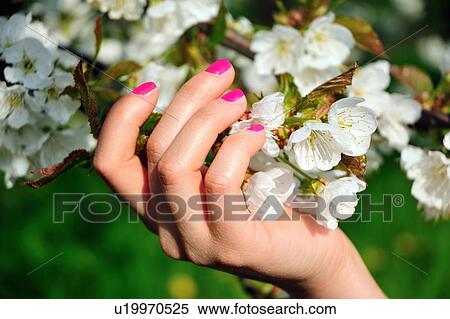 Close up of woman holding flowers View Large Photo Image Stock Photography - Close up of woman holding flowers. Fotosearch