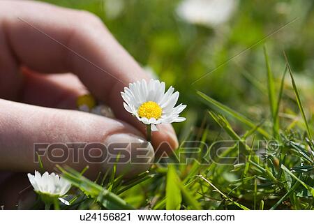 Close up of woman picking daisy View Large Photo Image Stock Image - Close up of woman picking daisy. Fotosearch