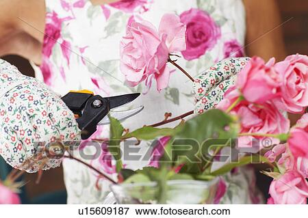 Stock Photo - Close up of woman pruning roses. Fotosearch