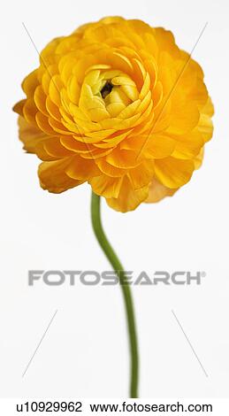Stock Image - Close up of yellow flower. Fotosearch
