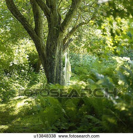 Stock Photo - Clothes hanging from tree in forest. Fotosearch