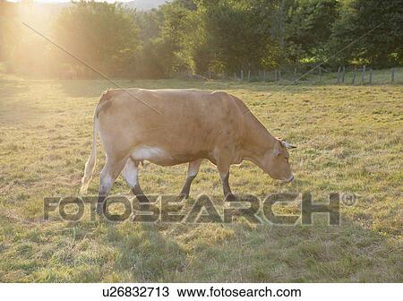 Cow grazing in rural field View Large Photo Image Stock Image - Cow grazing in rural field. Fotosearch