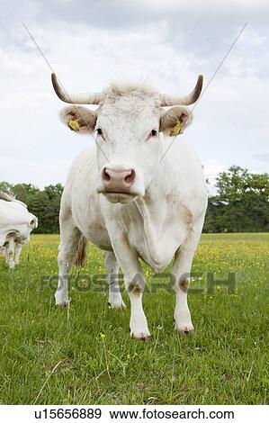 Cow standing in grassy field View Large Photo Image Stock Photo - Cow standing in grassy field. Fotosearch
