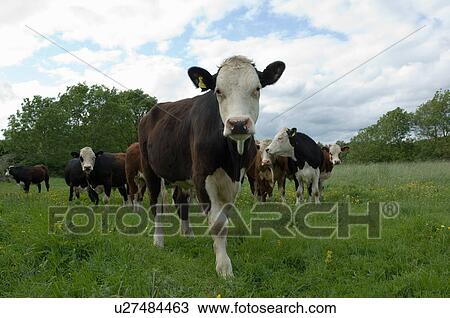 Cows standing in field View Large Photo Image Stock Image - Cows standing in field. Fotosearch