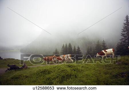 Stock Image - Cows walking along rural road. Fotosearch