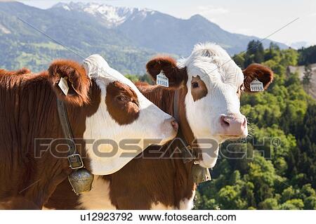 Cows wearing ear tags View Large Photo Image Stock Image - Cows wearing ear tags. Fotosearch