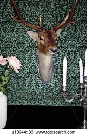 Deer head mounted on dining room wall View Large Photo Image Stock Image - Deer head mounted on dining room wall. Fotosearch