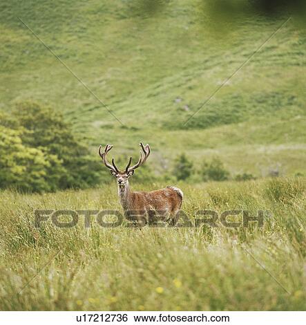 Deer standing in tall grass in field View Large Photo Image Stock Photograph - Deer standing in tall grass in field. Fotosearch
