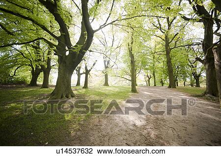 Stock Image - Dirt path in forest. Fotosearch