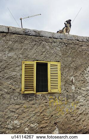 Dog standing on roof of stone house View Large Photo Image Stock Photo - Dog standing on roof of stone house. Fotosearch